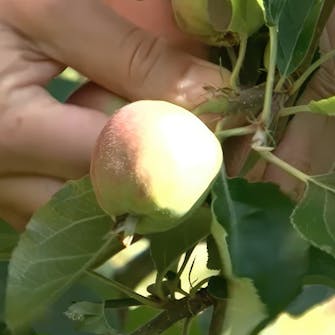 Gallra äppelträd Gallra äppelträd